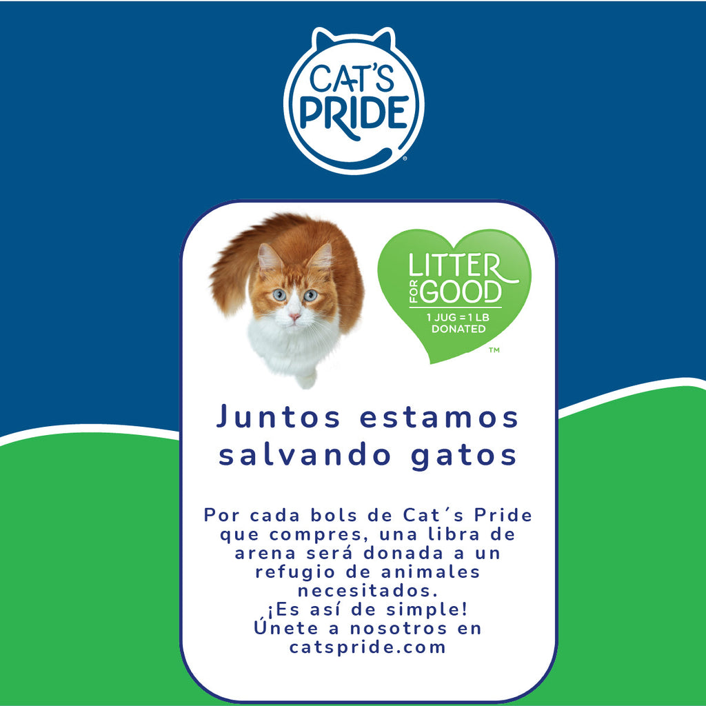 Juntos Salvamos Gatos