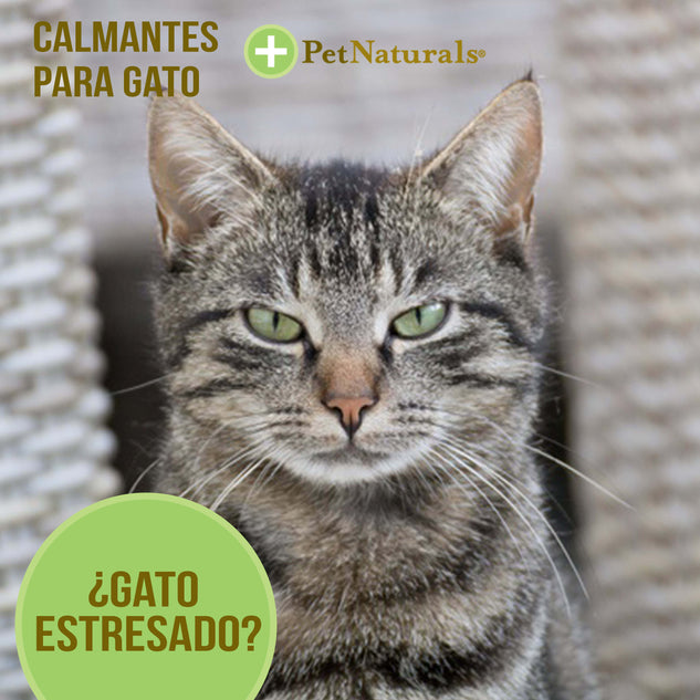 Calmantes para Gatos, Pet Naturals, 21 pastillas - tienddy.com