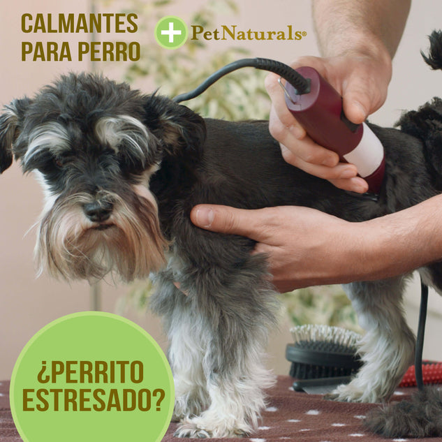 Calmantes para Perros, Pet Naturals, 21 pastillas - Razas Chicas - tienddy.com