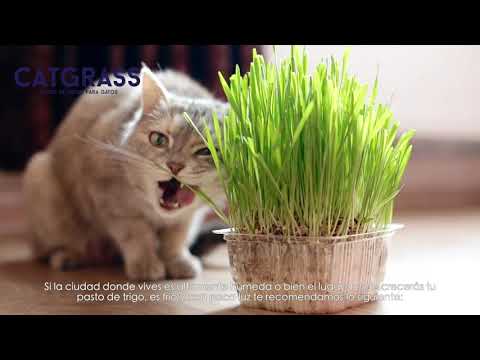 Semillas de Pasto para Gatos Catgrass Seeds, 150 g. - Trigo