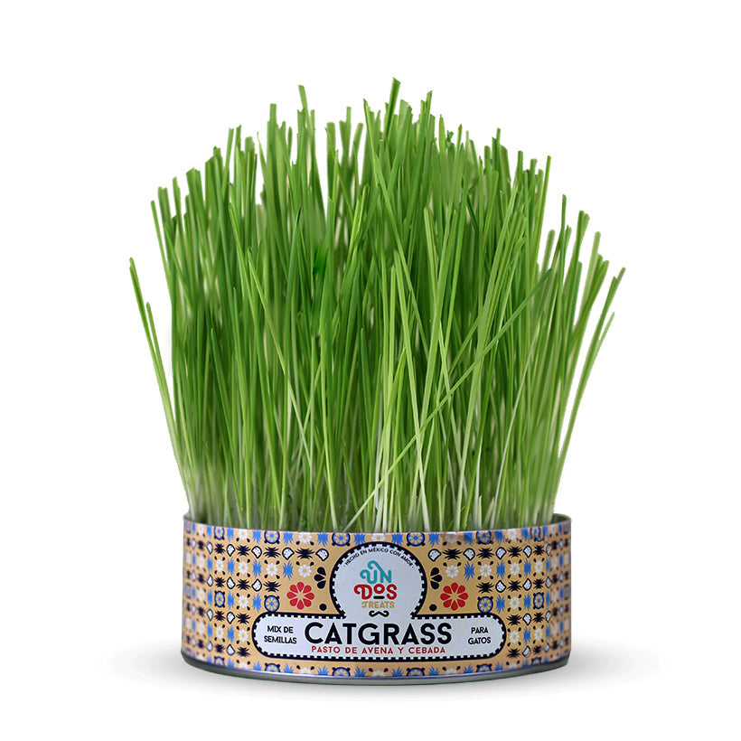 Cat Grass Mix Avena y Cebada, Pasto para Gato - tienddy.com