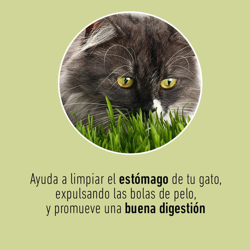 Cat Grass Mix Avena y Cebada, Pasto para Gato - tienddy.com