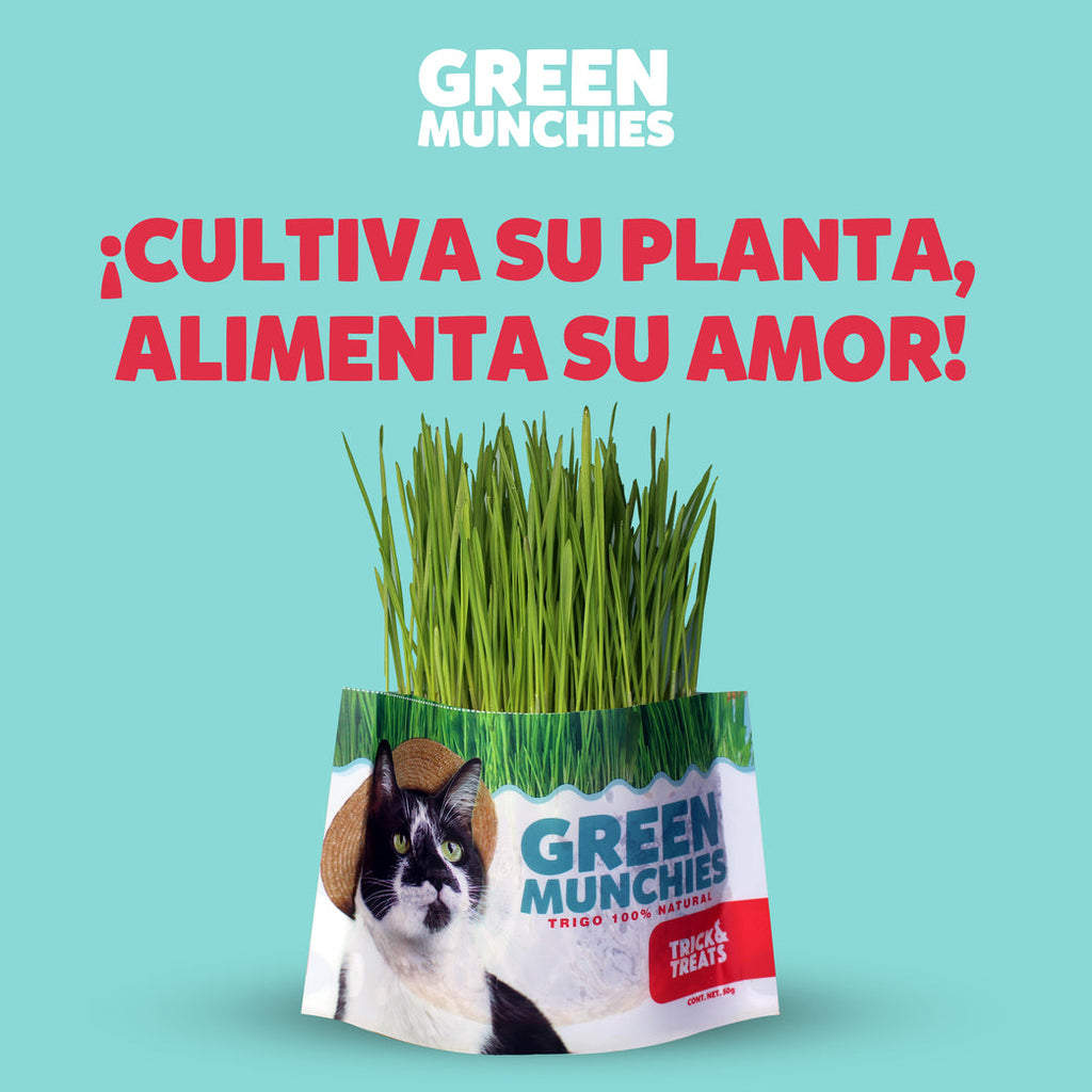Pasto para Gato Catgrass de Trigo, 50 g. - tienddy.com