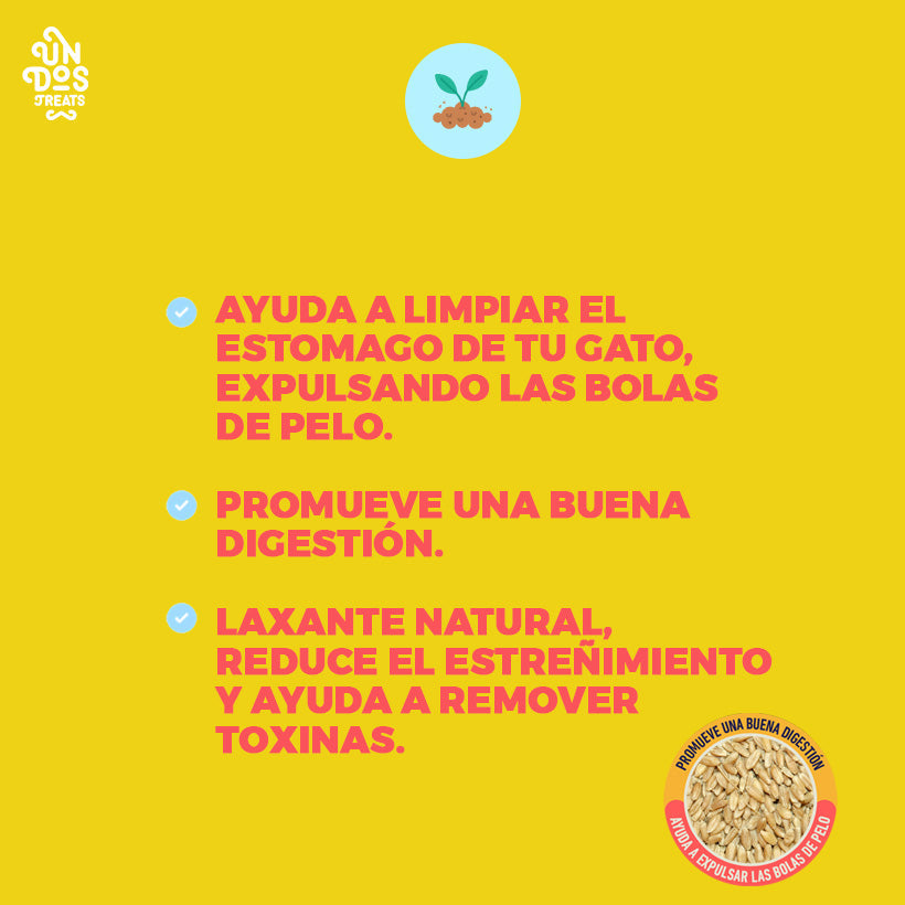 Semillas de Pasto para Gatos Catgrass Seeds, 110 g. - Avena y Cebada - tienddy.com
