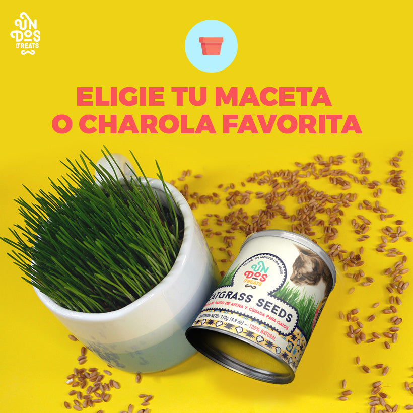 Semillas de Pasto para Gatos Catgrass Seeds, 110 g. - Avena y Cebada - tienddy.com